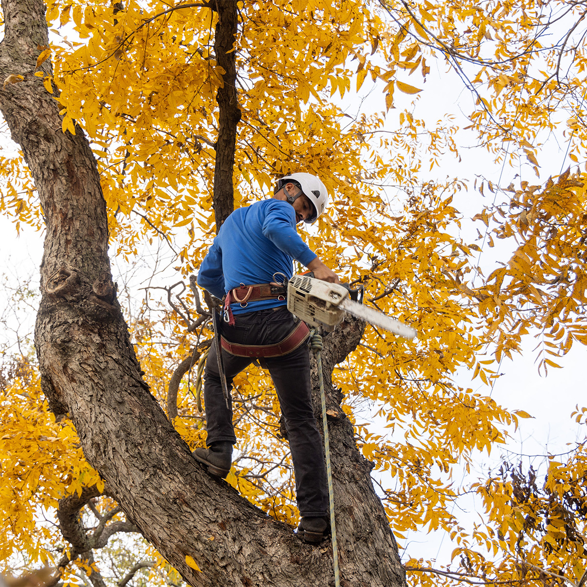 tree-care-and-maintenance-in-culpeper-va-a-local-homeowner-s-guide